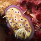 ha_wai Profile Picture