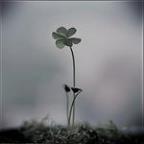 SaraMME Profile Picture