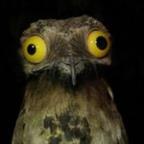 BLawless Profile Picture