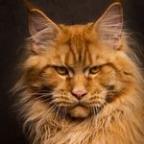 DebsWadge Profile Picture