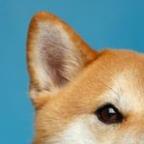 AgarDoge Profile Picture