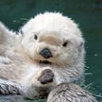 PobleteD Profile Picture