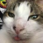 mstump Profile Picture