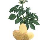 maxtarneberg Profile Picture