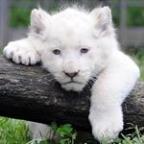 Mguend Profile Picture