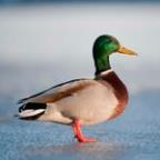 pasjohn Profile Picture