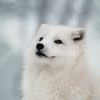snowfox Profile Picture
