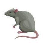 nixierat Profile Picture