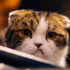 nsyyoung Profile Picture