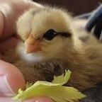 jsnwilmot Profile Picture