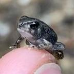 joshGIS Profile Picture