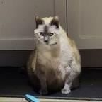 snydertl Profile Picture