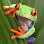 LucidFrog99 Profile Picture