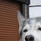 NajukHusky Profile Picture