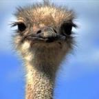 Monica Li Profile Picture