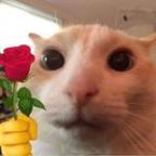 Seledy Profile Picture