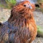 heiavieh Profile Picture