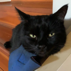 YuYu2runrunrun Profile Picture