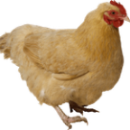 lthomas927 Profile Picture