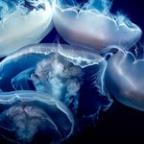 mwolfaardt Profile Picture