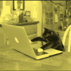 verenaw Profile Picture