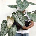 nghialx Profile Picture